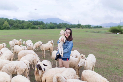 Giải mã sức hút Cánh đồng cừu Yên Thành: Điểm đến "sống ảo" hot nhất Nghệ An