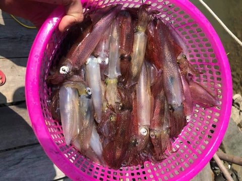 Mực nhảy Vũng Áng: Trải nghiệm đặc sản “đang bơi” chỉ có tại Hà Tĩnh.