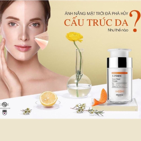 Set kem vs tế bào gốc cá hồi phục hồi da (32ea)