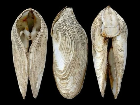 Lâu ngày không quan hệ vùng kín có khít lại không? Sự thật ít người biết