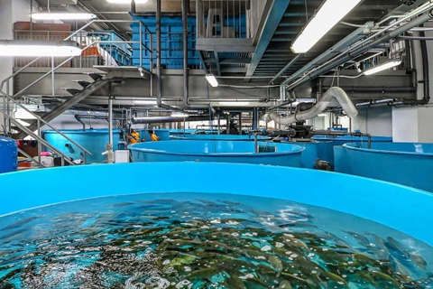 Denmark: Advanced technology in aquaculture and development cooperation with Vietnam