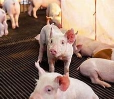 Philippines’ Pork Production and Consumption to Increase in 2025