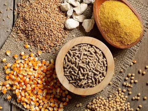 USDA Corn and Soybean Forecast for 2024/2025 - August 2024