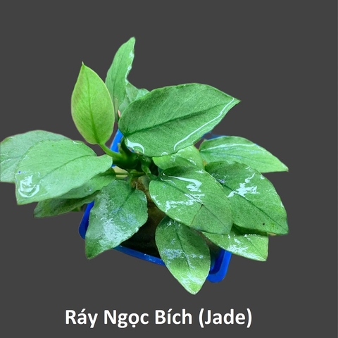 Ráy Ngọc Bích - Cây thuỷ sinh (ORDER trước)