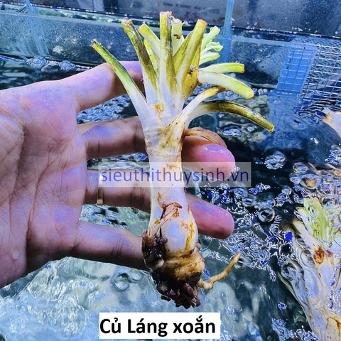 Láng xoắn (Nguyên củ chưa có lá) - Cây thuỷ sinh