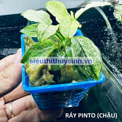 Ráy Pinto chậu - Cây thuỷ sinh