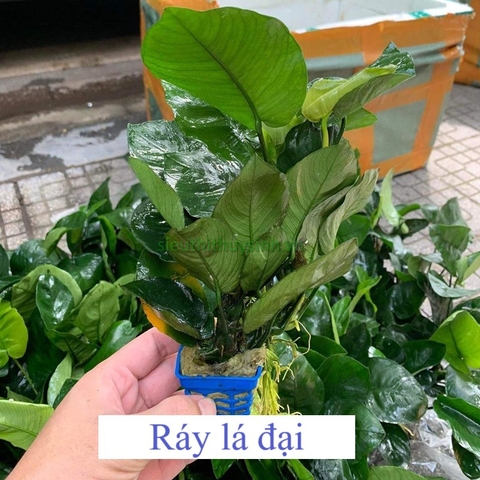 Ráy Đại - Cây thuỷ sinh