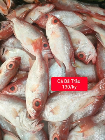 Cá Bã Trầu