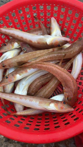 Cá bống cát