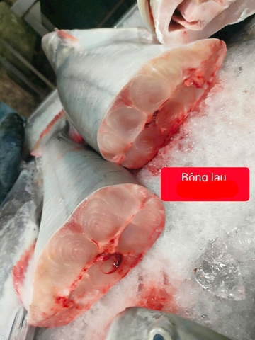 Cá Bông Lau cắt khoanh