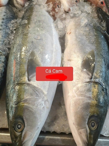 Cá Cam