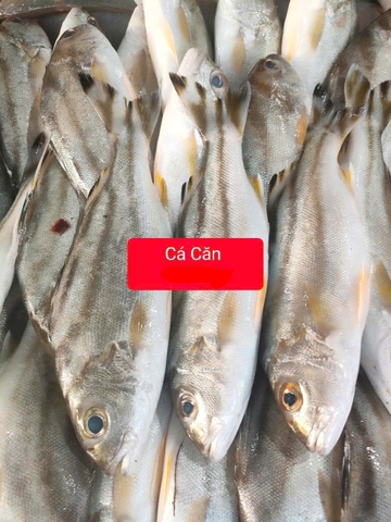 Cá Căn