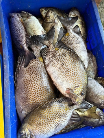 Cá Dìa Lớn