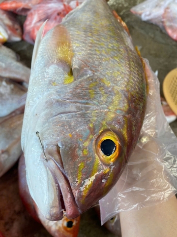 Cá Đổng Sộp
