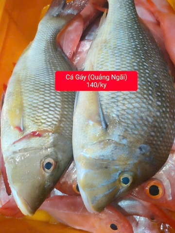 Cá Gáy Quảng Ngãi