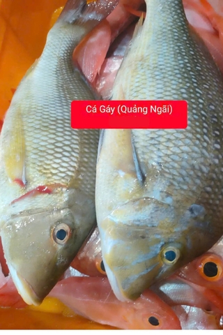 Cá Gáy