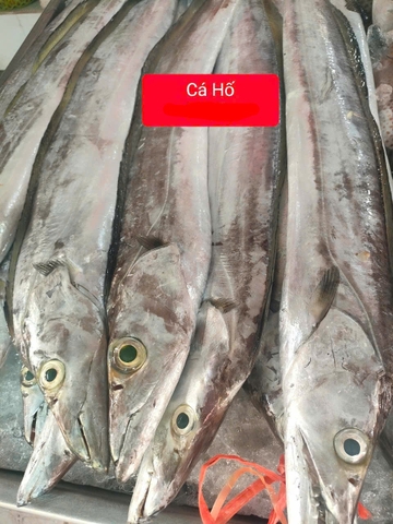 Cá Hố