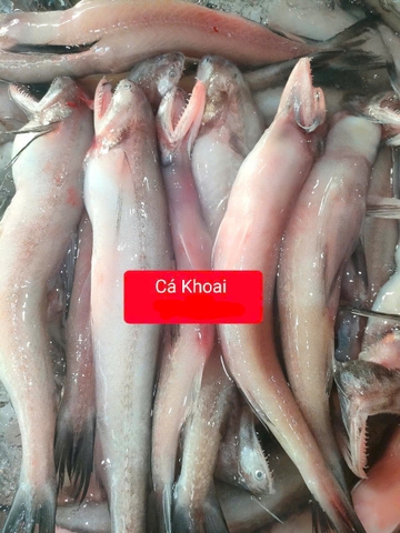 Cá Khoai