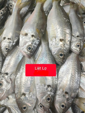 Cá Liệt Lợ