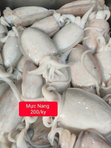 Mực Ống