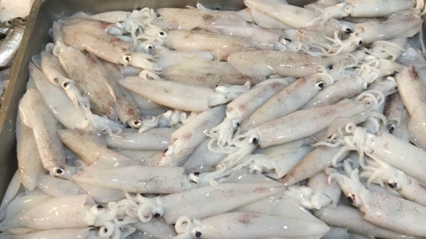 Mực Ống Lưới nhỏ