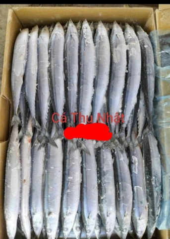 Cá Thu Nhật