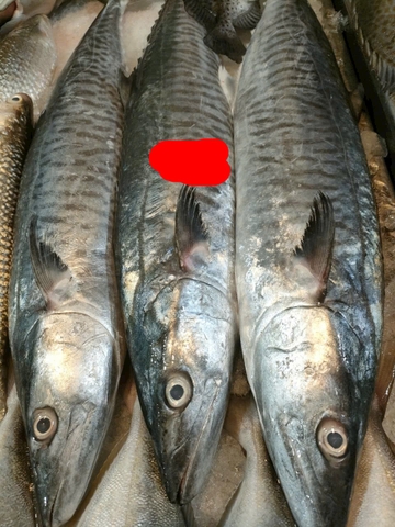 Cá Thu Nhỏ
