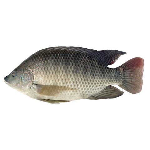 Cá Rô Phi, loại 1 từ 1.5kg-2.0kg (1kg)