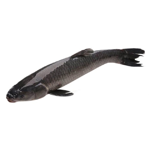 Cá trắm giòn, từ 5-7kg (kg)