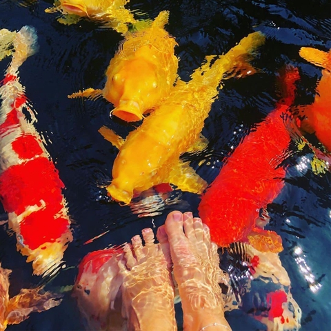 Thức Ăn Cao Cấp Cho Cá Chép KOI HAVU KOI FOOD, Tăng Trưởng, Lên Màu, Sức Đề Kháng Cao