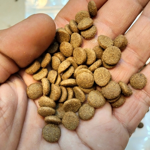 Thức Ăn Cao Cấp Cho Cá Chép KOI HAVU KOI FOOD, Tăng Trưởng, Lên Màu, Sức Đề Kháng Cao