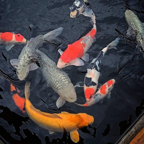 Thức Ăn Cao Cấp Cho Cá Chép KOI HAVU KOI FOOD, Tăng Trưởng, Lên Màu, Sức Đề Kháng Cao