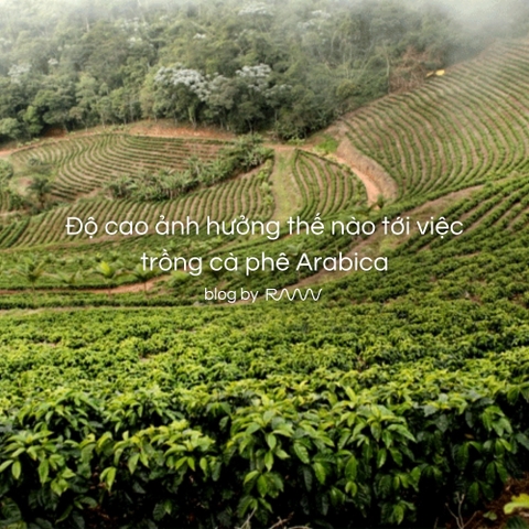 Độ cao ảnh hưởng thế nào tới việc trồng cà phê Arabica