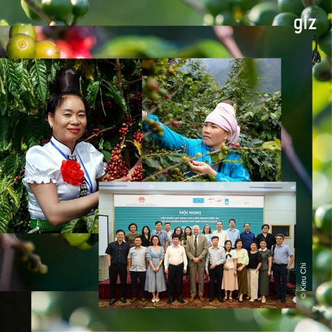 EUDR: Cuộc chơi mới của ngành cà phê Việt Nam trước cánh cửa châu Âu
