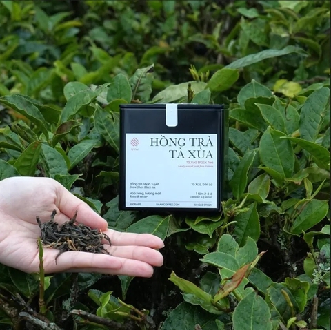 Hồng Trà Shan Tuyết, Tà Xùa, Sơn La