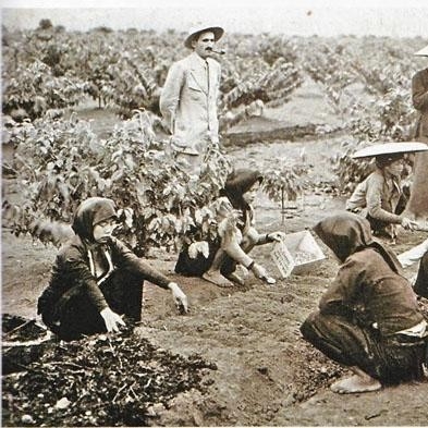 Vì sao người Pháp chọn Tây Nguyên thay vì đồng bằng để trồng cà phê?
