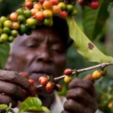 Nestlé: Robusta năng suất tăng tới 86%, công bố thử nghiệm tại Tây Phi