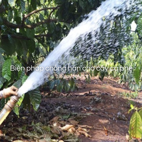 Biện pháp chống hạn cho cây cà phê