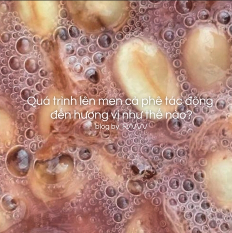 Quá trình lên men cà phê tác động đến hương vị như thế nào?