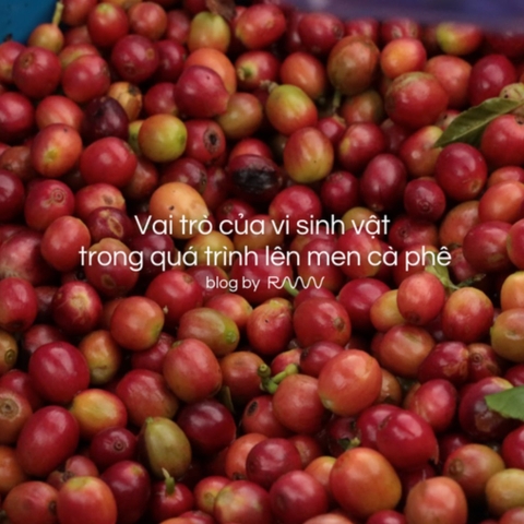 Vai trò của vi sinh vật trong quá trình lên men cà phê