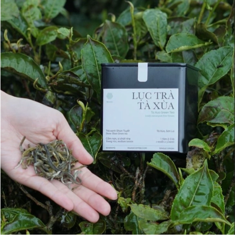 Lục Trà Shan Tuyết, Tà Xùa, Sơn La