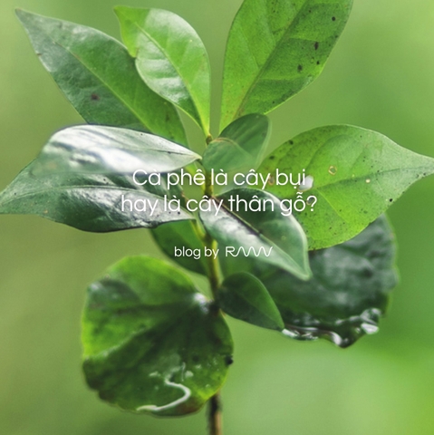 Cà phê là cây bụi hay là cây thân gỗ?