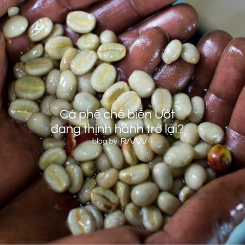 Cà phê chế biến Ướt đang thịnh hành trở lại?