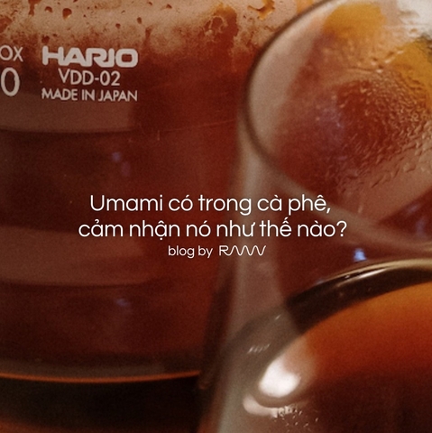 Umami có trong cà phê, cảm nhận nó như thế nào?