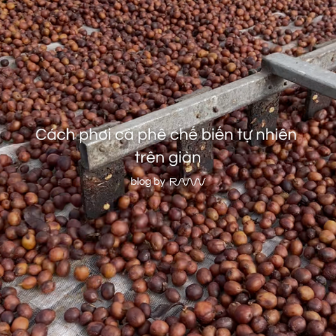 Cách phơi cà phê chế biến tự nhiên trên giàn