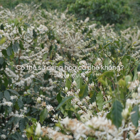 Có thể sử dụng hoa cà phê không?