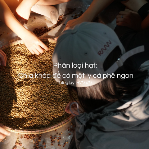 Phân loại hạt: Chìa khóa để có một ly cà phê ngon