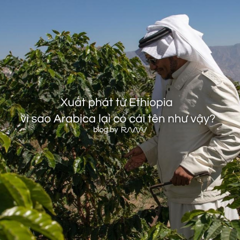 Xuất phát từ Ethiopia vì sao Arabica lại có cái tên như vậy?