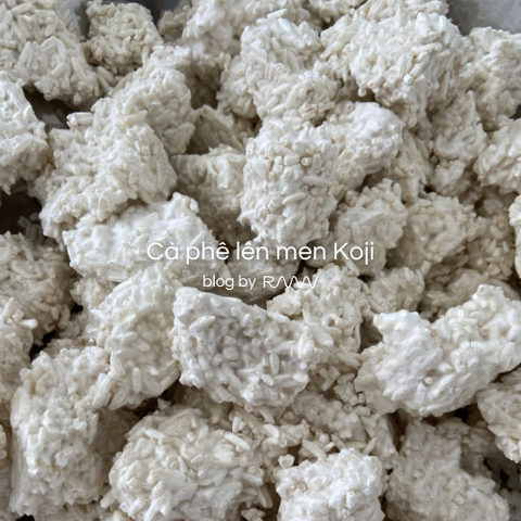 Cà phê lên men Koji