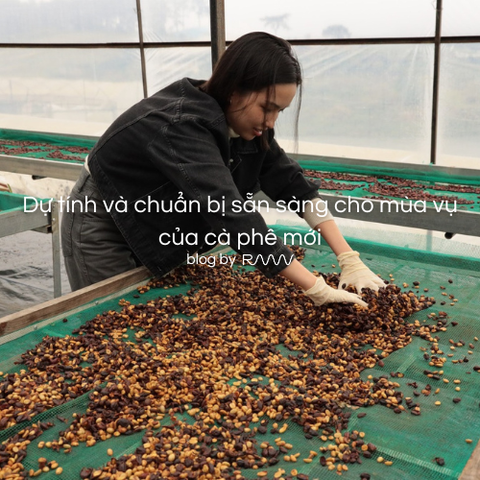 Dự tính và chuẩn bị sẵn sàng cho mùa vụ của cà phê mới